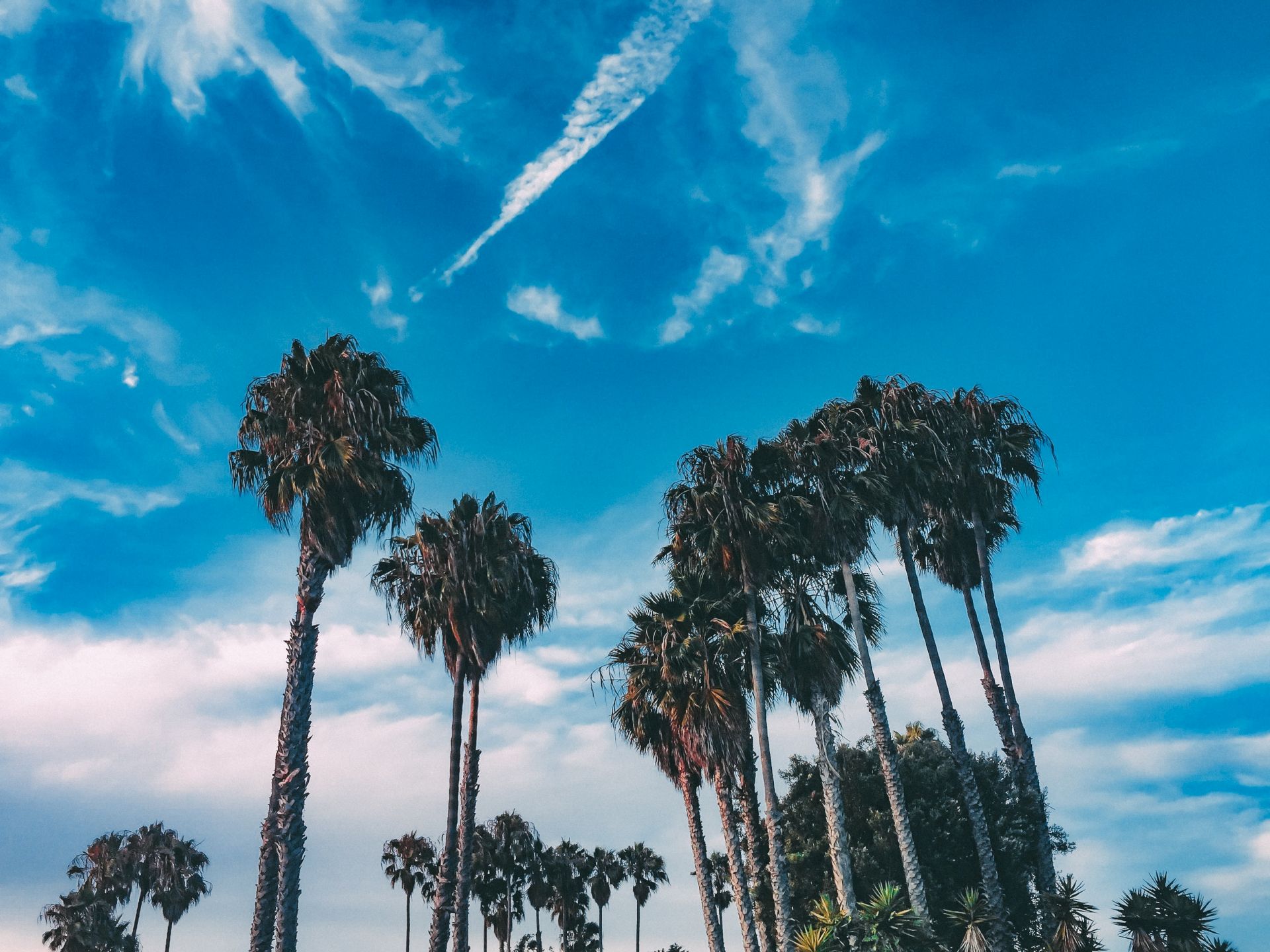A bright blue sky with fluffy clouds and tall palm trees stretching upward, giving a tropical summer vibe.